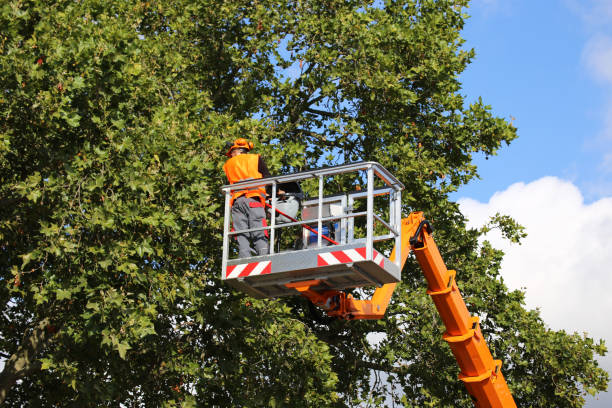 Best Tree Removal Services  in Ojai, CA